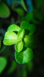 Close-up of fresh green plant