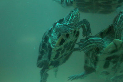 Close-up of fish swimming in sea