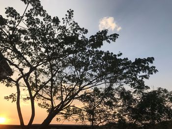 Low angle view of silhouette tree against sky