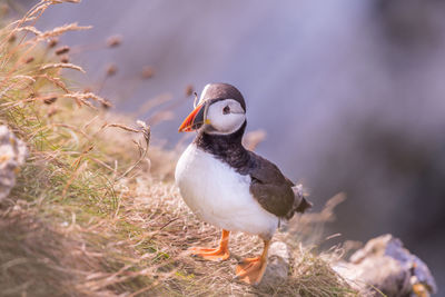 Close-up of puffin perching outdoors