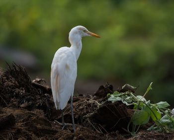 Bird perching on a land