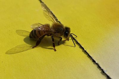 High angle view of fly