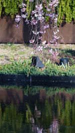 Close-up of plants with reflection in water