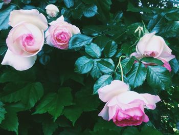 Close-up of pink roses blooming outdoors