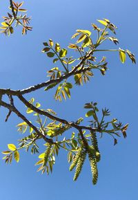 Low angle view of tree against clear blue sky