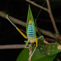 Close-up of insect on plant