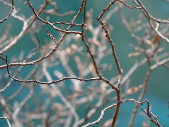 Bare tree branches against the turquoise glacial lakes