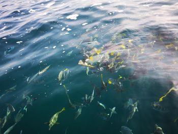 Fish swimming in sea