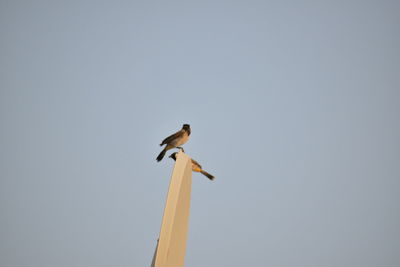 Low angle view of bird perching on the sky