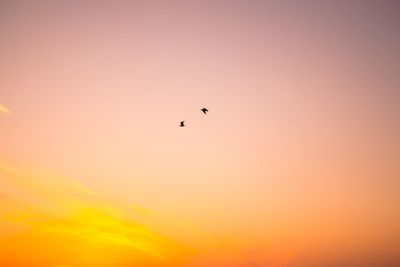 Low angle view of silhouette birds flying against orange sky