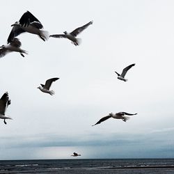 Seagulls flying over sea