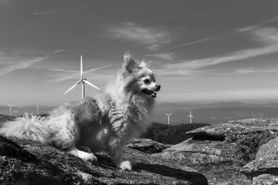 Close-up of dog against sky