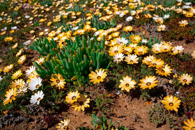 High angle view of flowering plants on field