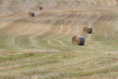 Hay bales on field