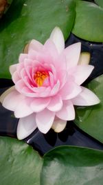 Close-up of pink flower
