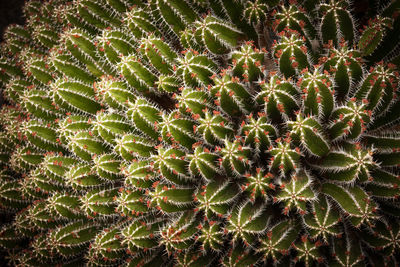 Euphorbia polyacantha, jardín de cactus, lanzarote, spain