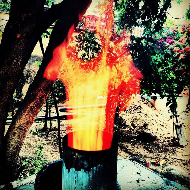 tree, drink, tree trunk, close-up, food and drink, red, outdoors, freshness, refreshment, sunlight, day, focus on foreground, growth, nature, orange color, no people, branch, table, drinking glass, sky