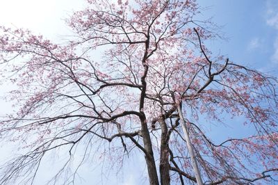 Low angle view of bare tree against sky