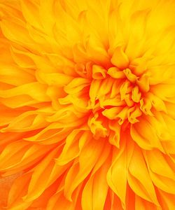 Full frame shot of orange flower