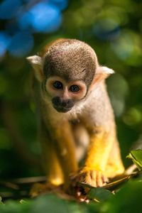 Close-up portrait of a monkey