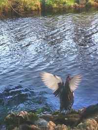 High angle view of ducks in water