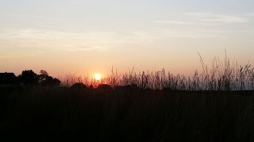 Silhouette plants on field against sky during sunset