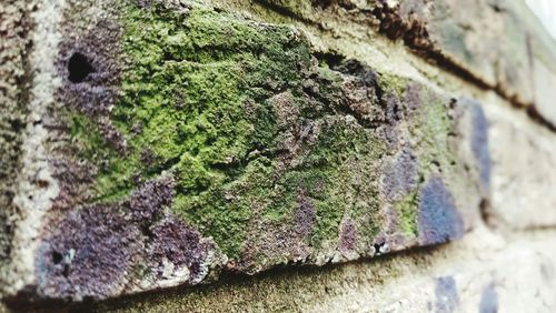 Close-up of moss on rock