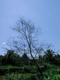 Low angle view of bare tree against clear sky