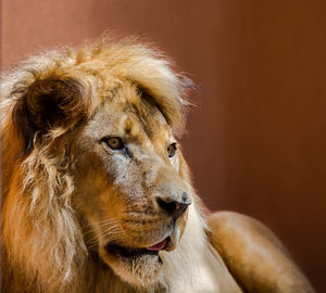 Close-up of an animal head