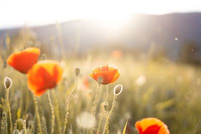 Close-up of orange poppy on field