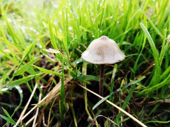 Close-up of mushroom growing on field