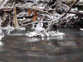 Close-up of frozen tree