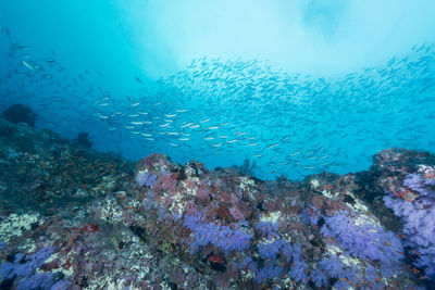 View of fish swimming underwater