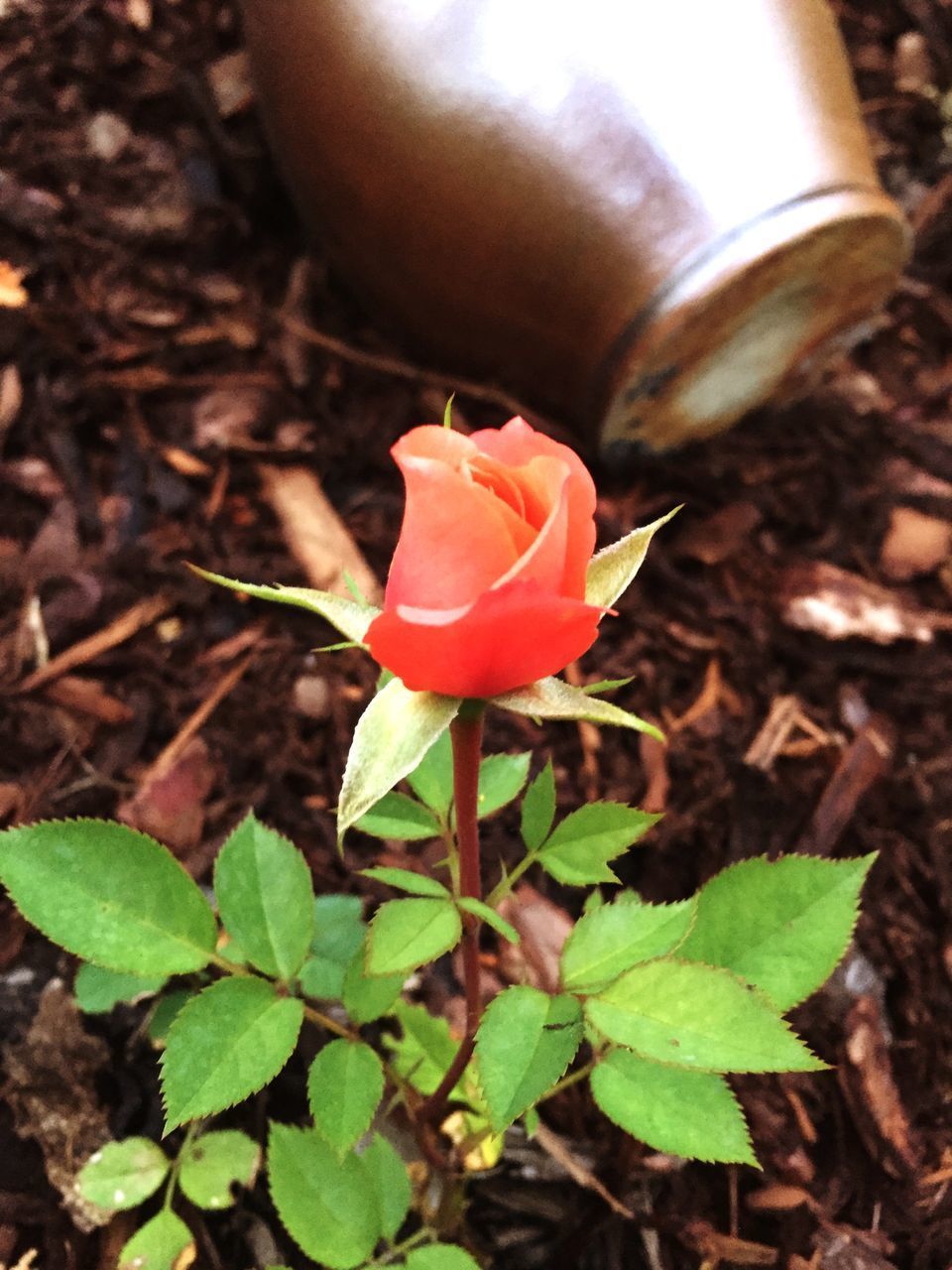 HIGH ANGLE VIEW OF ROSE ON FIELD