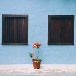 Potted plant on wall