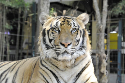 Close-up of tiger