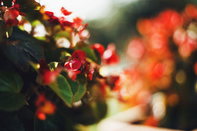 Close-up of leaves against blurred background