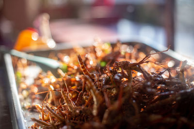 Close-up of food served in restaurant