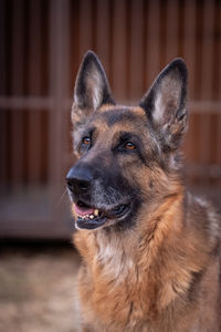 Portrait of a german shepherd in close-up
