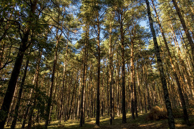 Low angle view of trees in the forest