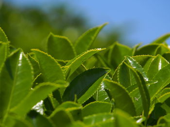 Close-up of insect on plant