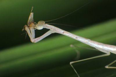 Close-up side view of an insect against blurred background