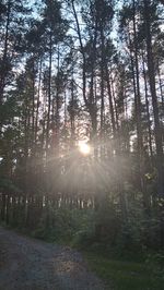 Trees in forest against sky