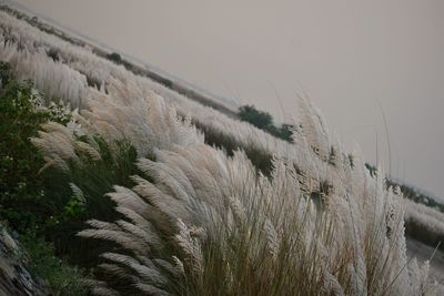 Close-up of stalks on field against clear sky