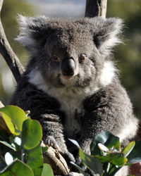 Close-up portrait of koala sitting on tree