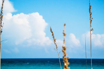 Low angle view of plant by sea against cloudy sky on sunny day