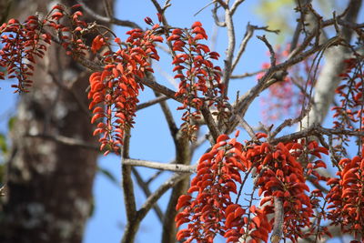 Low angle view of fruits hanging on tree