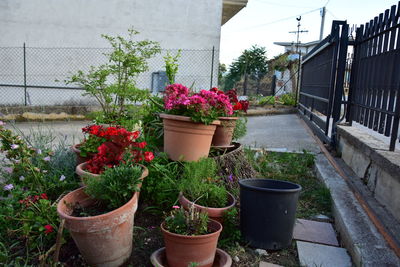 Potted plants