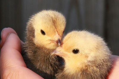 Close-up of hand holding cigarette