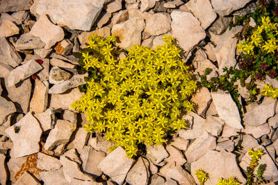 Close up of sedum rupestre three rocks on monte altissimo di nago in trento, italy